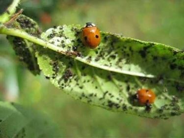 Rimedi naturali pidocchi piante