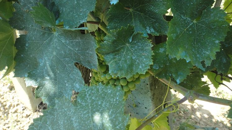 Poltiglia bordolese su pianta di vite