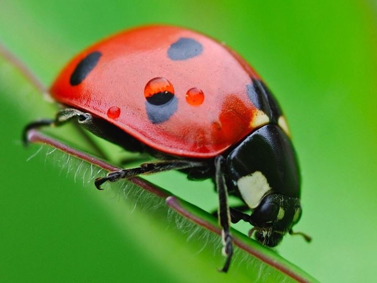 Predatore ragnetti rossi