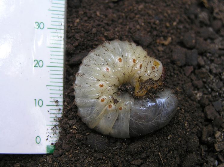 Larva scarabeo