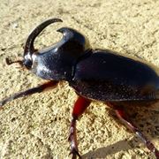 scarabeo rinoceronte
