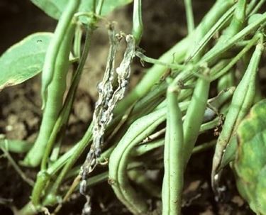 ortaggi malati di sclerotinia