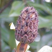 magnolia grandiflora