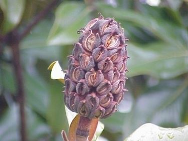 magnolia grandiflora