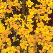 forsythia