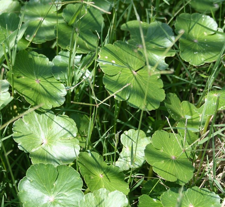 dichondra