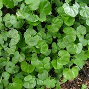 dichondra repens