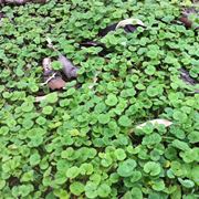 Dichondra repens