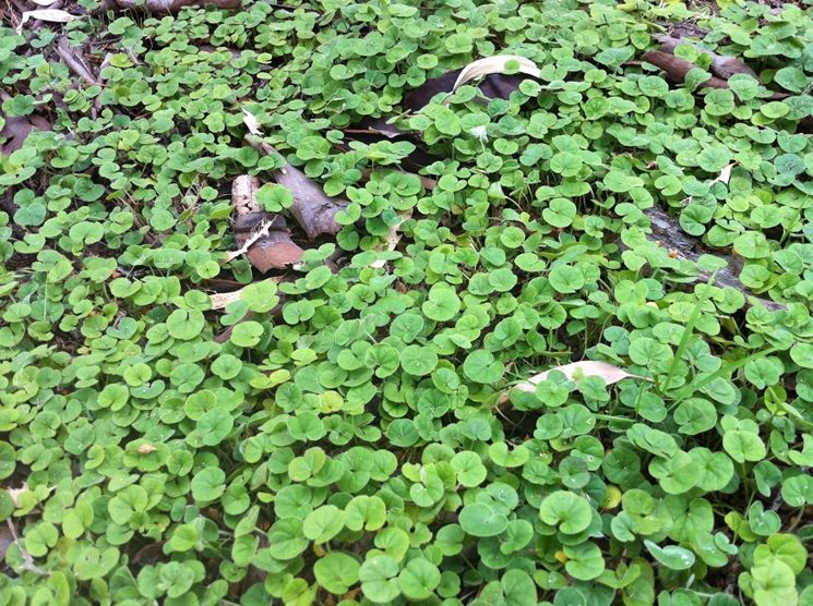 Dichondra repens