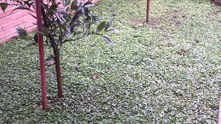 Manto erboso giardino dichondra