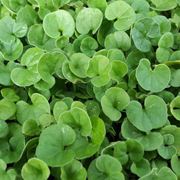 dichondra repens