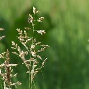 poa pratensis