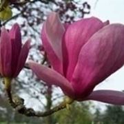 magnolia soulangiana
