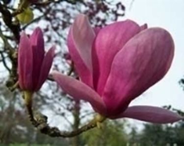 magnolia soulangiana