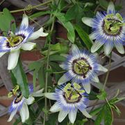 clematis