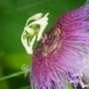 passiflora caerulea