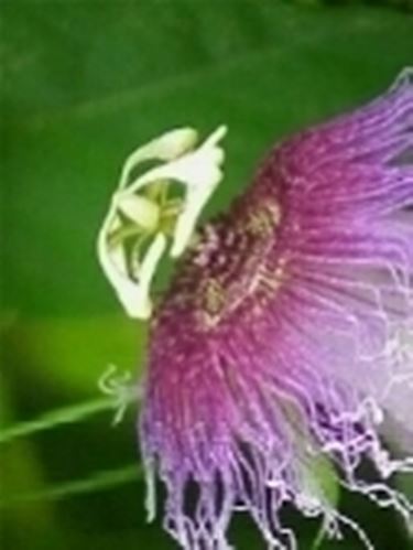 passiflora caerulea