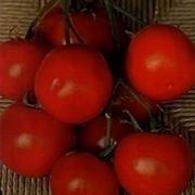 pomodori