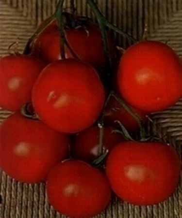 pomodori