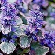 fiori ajuga