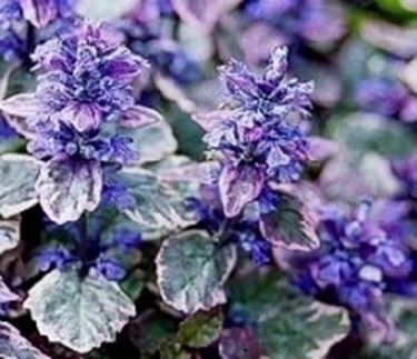 fiori ajuga