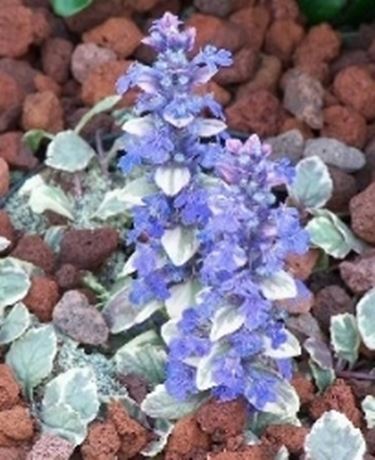 pianta ajuga