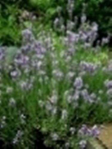 Fiori di Lavanda