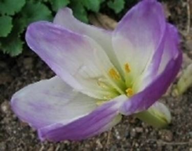 colchicum