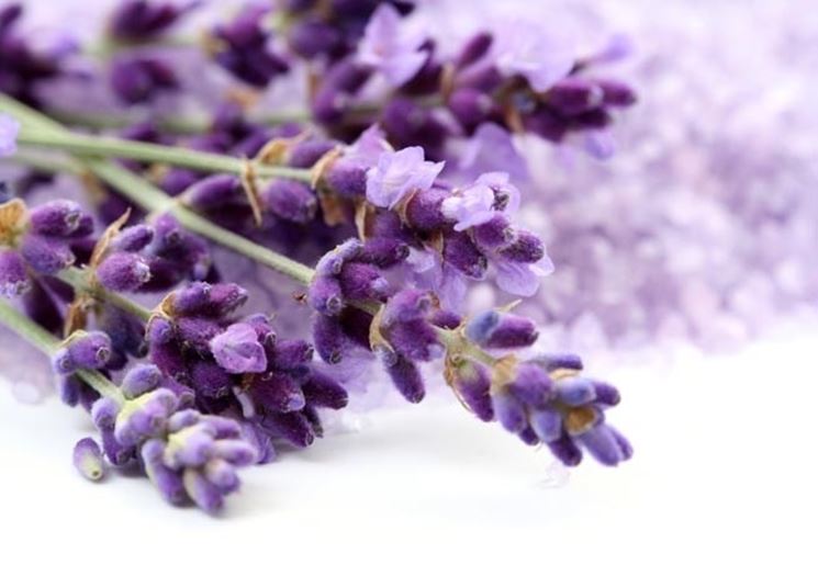 Fiore di lavanda