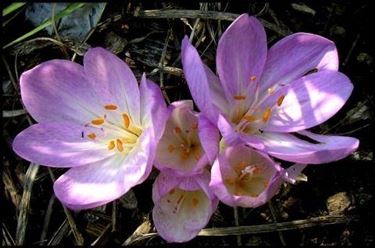 Colchicum autumnale 