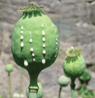 Papaver somniferum