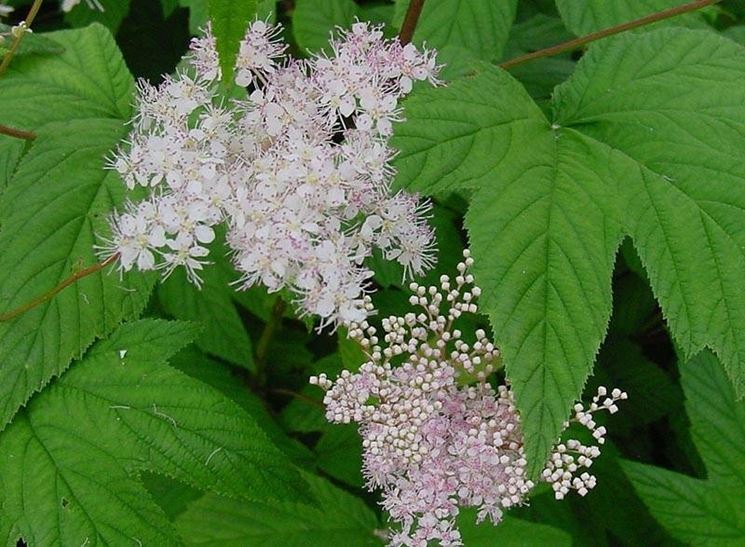 Filipendula ulmaria