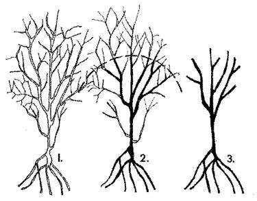 Potatura del melograno