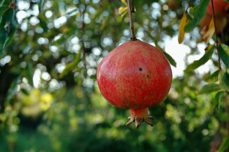 frutto del melograno