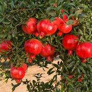 melograno albero