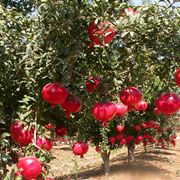 albero di melograno