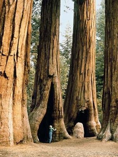 Una suggestiva Sequoia californiana