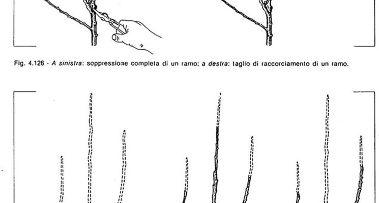 Esempio recisione ramificazioni