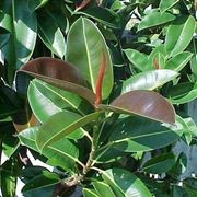 Pianta di ficus