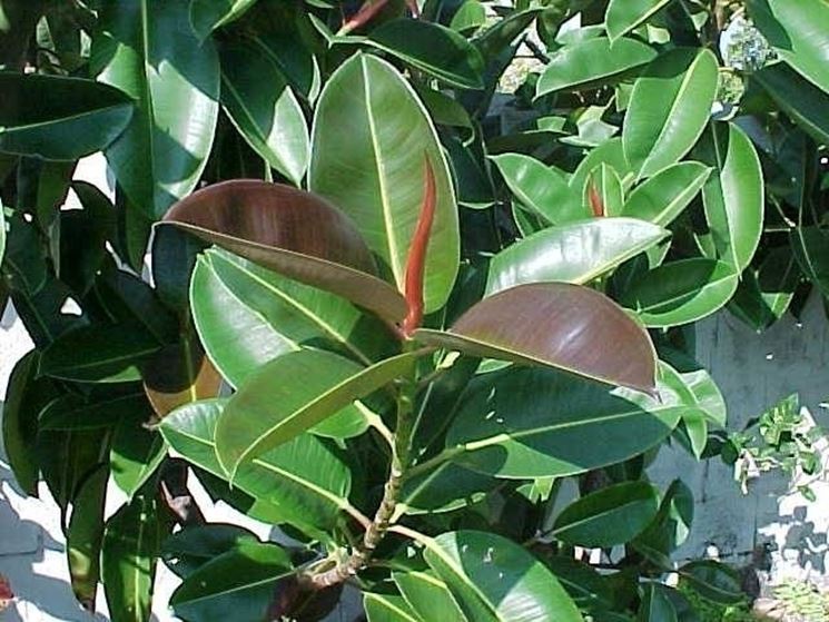 Pianta di ficus