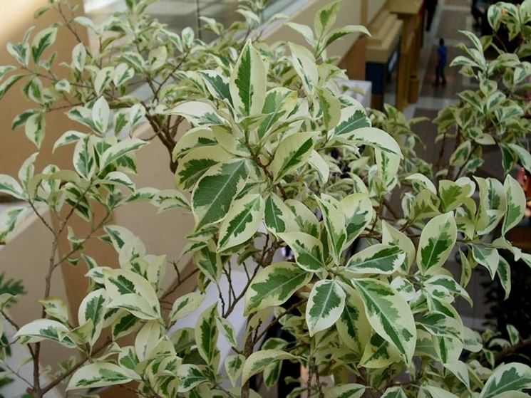 Ficus benjamin