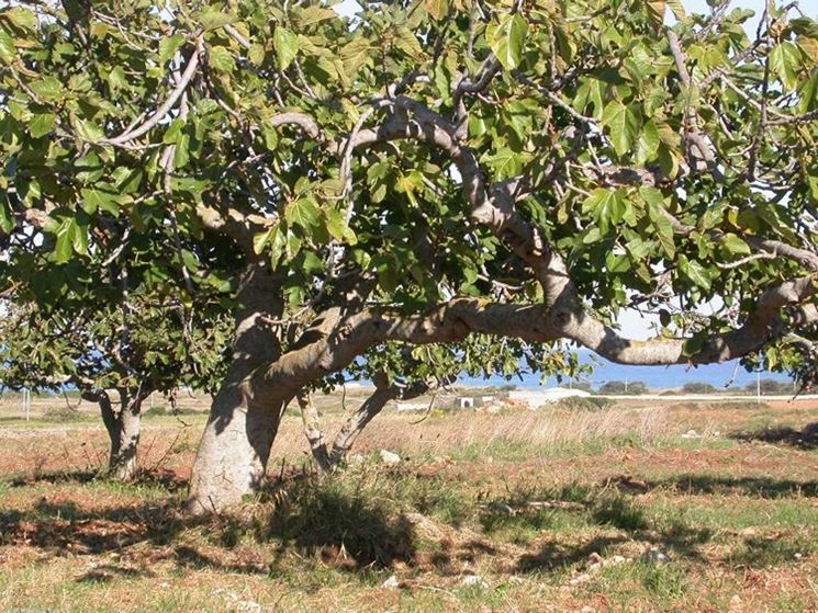 Pianta di fichi