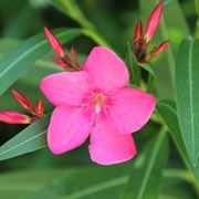 Fiore di oleanro