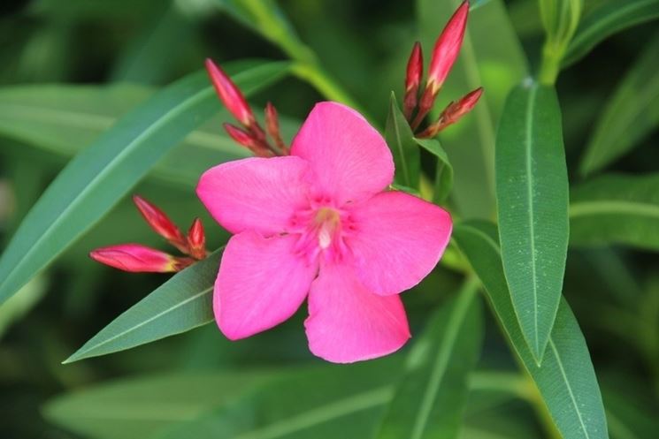 Fiore di oleanro