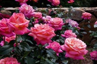 rose