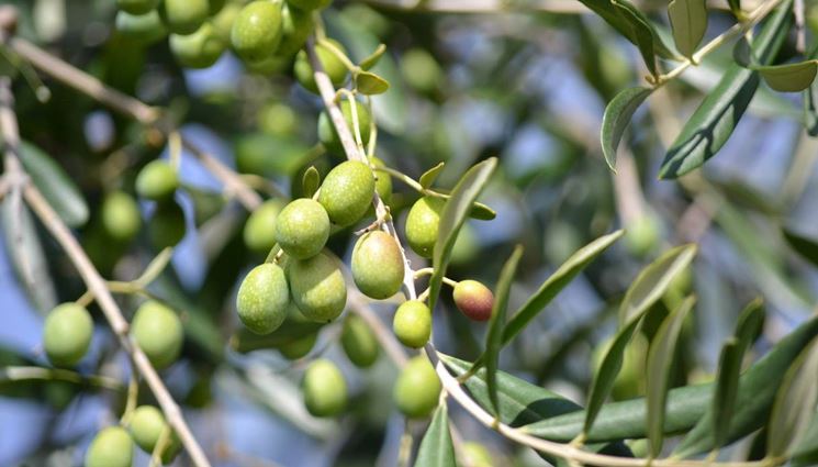 Ramo d'ulivo con i frutti (olive)