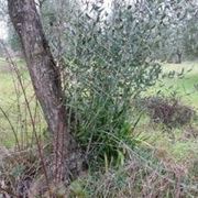 Tutori per piante di olivo Tutori per piante di olivo