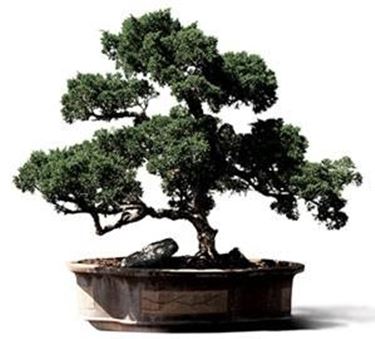 bonsai