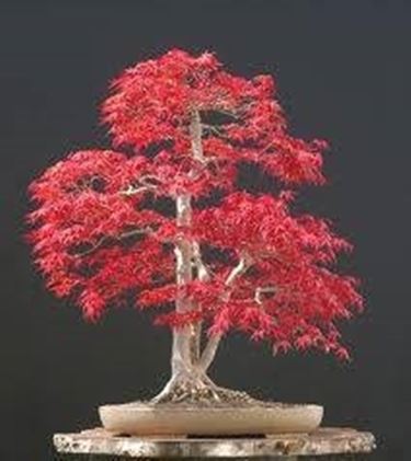 bonsai