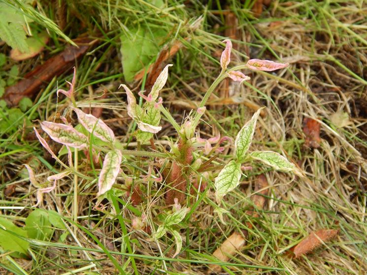 Pianta trattata diserbante fogliare